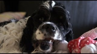American cocker spaniel puppy biting plush toy