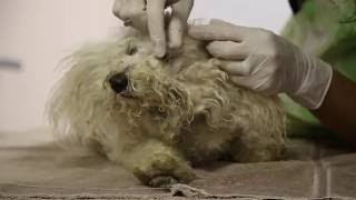 Enzo's Story - Summer to Save Lives