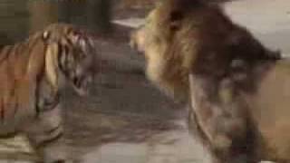 Lion vs Tiger : Royal Conflict