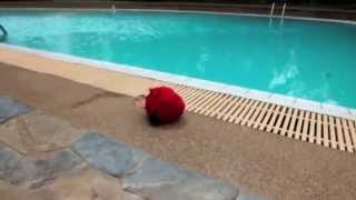 Angry Birds Vacation Movie