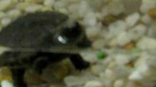 Tuck, the wonder turtle