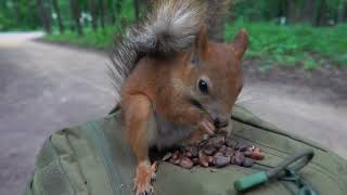 Про Копию Длинноухого, голубя и другую белку / About a copy of the Long-Eared and other animals