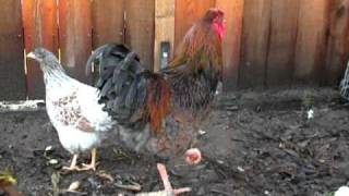 My new rooster and new splash hen