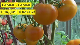 Какие томаты самые сладкие? Томат Джало Санта (№572) - самый сладкий томат! Проверено!