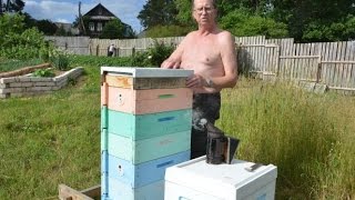 Влияние местности на активность пчел. Пчеловод Цветков А.А.