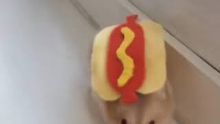 Cute Hamster Dressed As Hot Dog Roams Around House - 1081046
