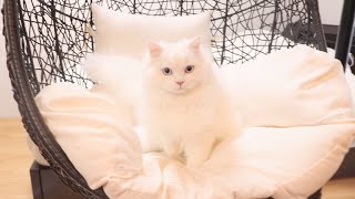 巨大なゆりかごに乗ってゴージャスにキメる猫たちがかわいい！笑