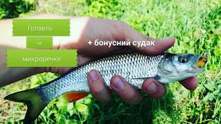ловля голавля в заброд. огромные голавли. судак на речке Немышля. как ловить голавля на микроречке