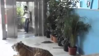 broma pesada con tigre 2013
