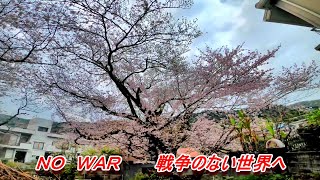 熱海市和田木町の記録　４Ｋ 櫻田の桜２０２２　ＢＧＭ＝桜坂（福山雅治） 桜（コブクロ） 栄光の架け橋（ゆず） 花は咲く