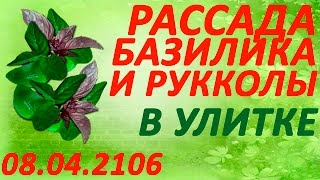 Посев рассады базилика и рукколы в улитку 9 апреля 2016. Быстро и удобно!
