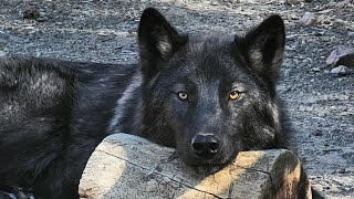 Young wolfdog's howl goes hilariously wrong