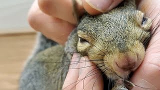 Squirrel paralyzed by hawk attack now living the best life