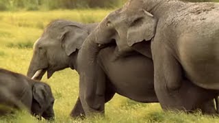 Animal Homosexuality - Animals Like Us