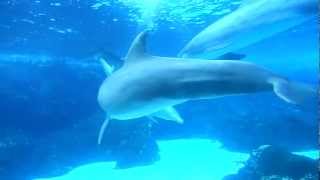 Dolphin Sex !!!