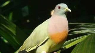 Pink-necked Green Pigeon @ Singapore