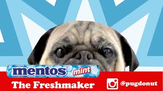 Mentos Commercial Pug Parody