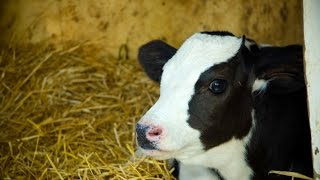 Маленький черно белый теленок! Часть 2  Little black and white calf! Part 2