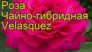 Роза чайно-гибридная Веласкес. Краткий обзор, описание характеристик, где купить саженцы Velasquez