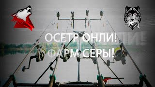РР4! RF4! Русская Рыбалка 4! Мегафарм и не только!)