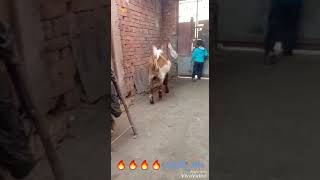 أعلي جدي حجازي في مصر طول الودن ٦٥سم وعرضها٢٨سم..طنطا..01153553100..01273943511
