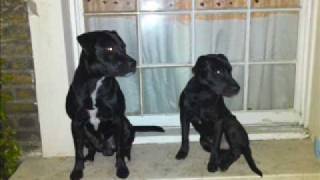 labrador cross breed/pitbull slideshow