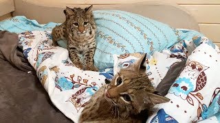 ПРОГРЕСС В ОБЩЕНИИ РЫСЕЙ РУФИ И ЛУНЫ / Бобкэт как собачка приносит игрушки