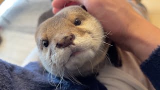 珍しく平日に家にいる飼い主にどこへ行ってもついていくカワウソ Otter attached to owner who is unusually at home on a weekday
