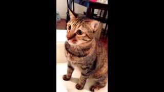 Kitty cat Foong Foong's pupils