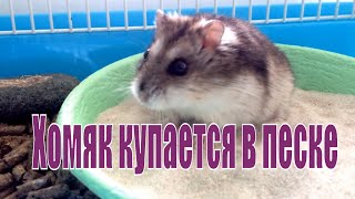 Джунгарский хомяк "Коромысло" купается в песке- прикол.хомяк интересное видео смотреть