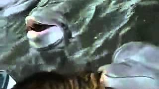 gatto che gioca con delfino