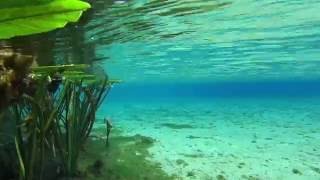 Top 5 Crystal Clear Florida Springs