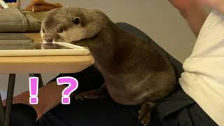 カワウソさくら 超怪獣ぽちゃーちゃ otter with a belly that follows gravity