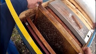 Осмотр пчелосемей 17 октября