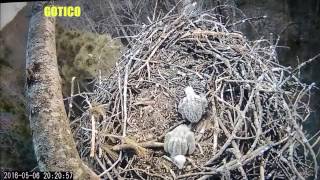 Странные и Необъяснимые существа снятые на камеру часть 5