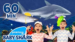Best Baby Shark Songs and More | +Compilation | Baby Shark Remix 