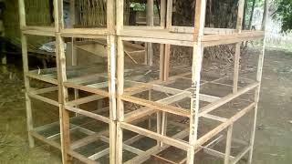 027 cara ternak ayam II ukuran box magic yg ideal untuk DOC
