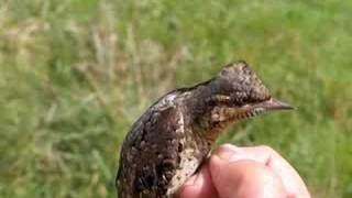 Torcol fourmilier Jynx torquila Wryneck