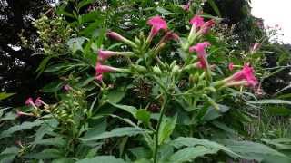 Nicotiana Tabacum - Tobacco HD 01
