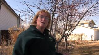 Carol O'Meara: Peach Tree Pruning