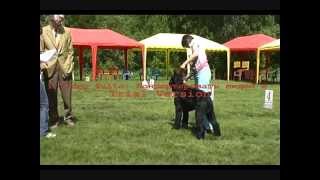 DogStatus.ru: День ризеншнауцера-2010