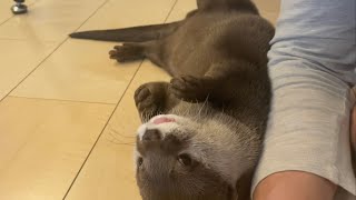 カワウソさくら いつも甘噛みされるから甘噛みし返してみた！ I'm always bitten, so I tried to bite it back!