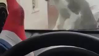 Cat smell stinky feet through windshield,  funny