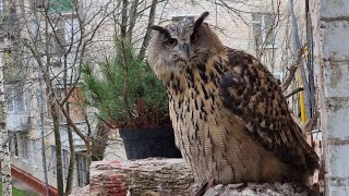 Скромная ворона позволила себе немножко охаметь. Кот Мурлок восстанавливает свою репутацию