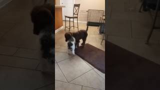 Gay dog