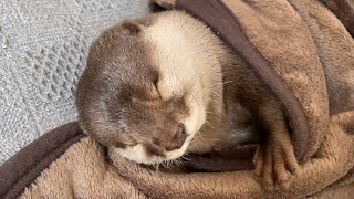 カワウソさくら 毛布にくるまってるカワウソが寝るのを手伝ってあげた I helped the otter wrapped in a blanket go to bed