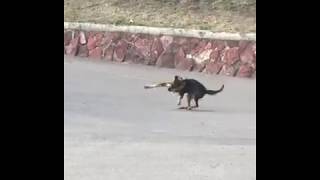 Собака провалилась в люк