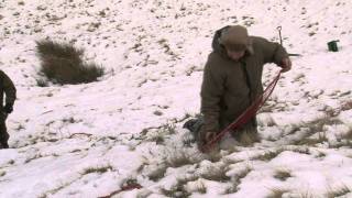 Taylor's Travels: working whippets