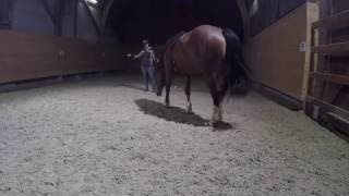Fliegende Galoppwechsel