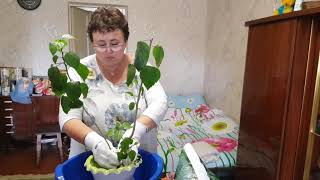 МАСТЕР КЛАСС ОТ ЛЮБОВЬ КИЕВ КАК ПЕРЕСАДИТЬ ГИБИСКУС